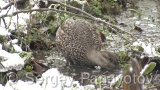 Video of Eurasian Teal - Eating Eurasian Teal in lake of winter